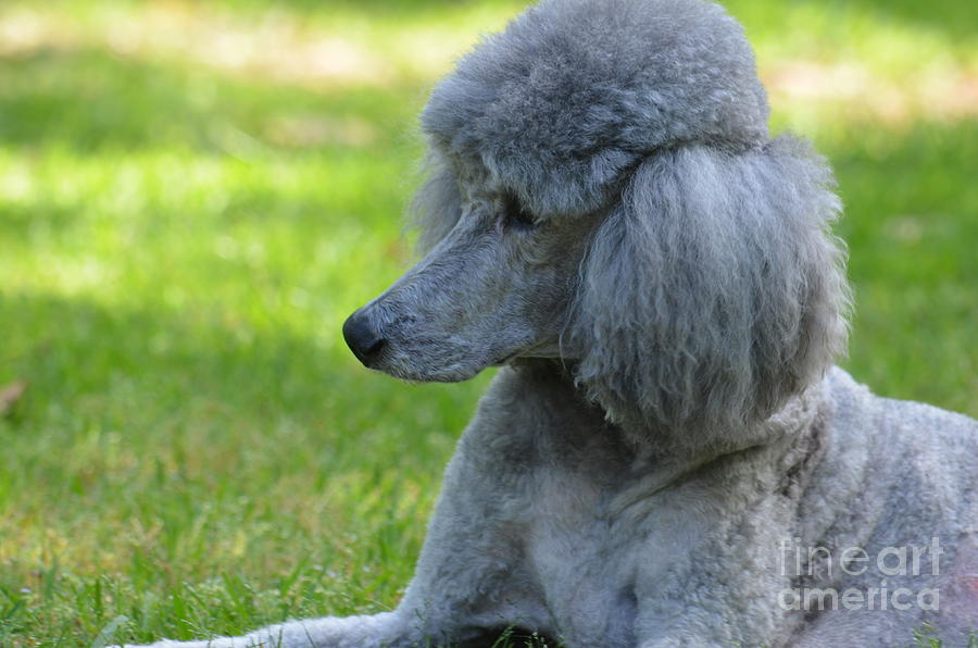 Silver Standard Poodle 2 Photograph by Maria Urso