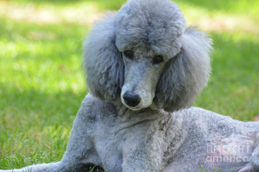 Silver Standard Poodle Photograph by Maria Urso