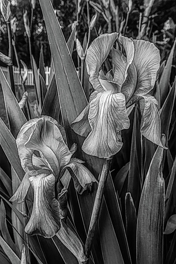 Lily Photograph - Silver Sunlight in the Garden by Debra and Dave Vanderlaan