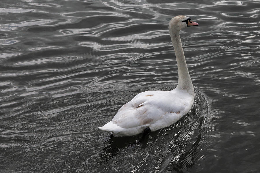 Silver Swan Photograph by John Daly