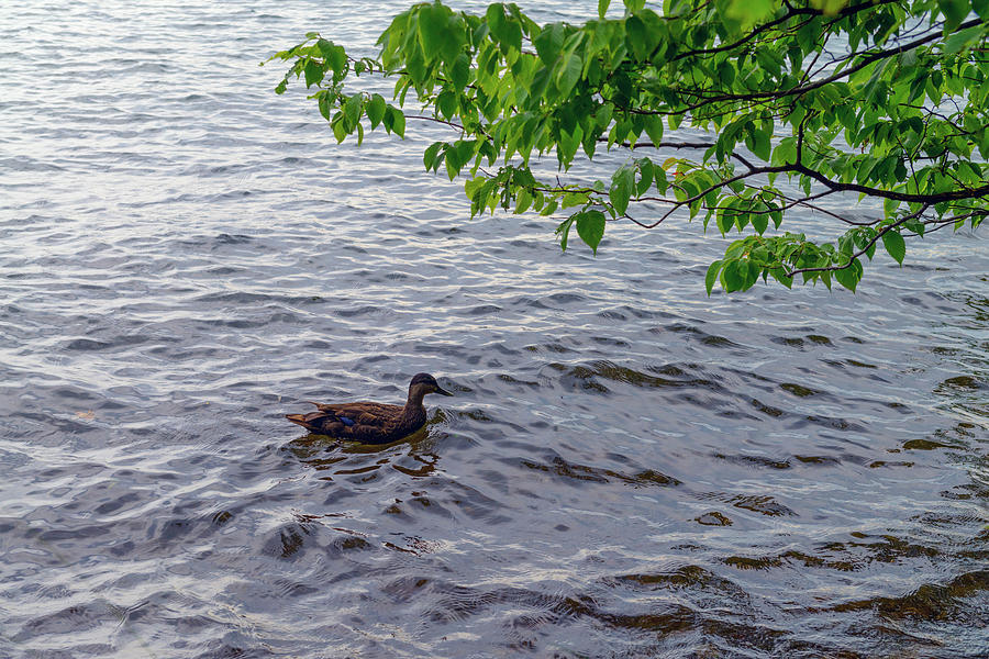 Water Photograph - Silver Swim by Ben Thompson Water Photograph - Silver Swim by Ben Thompson