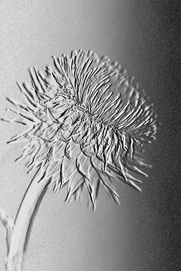 Silver Thistle in Relief  Photograph by Kathy Clark