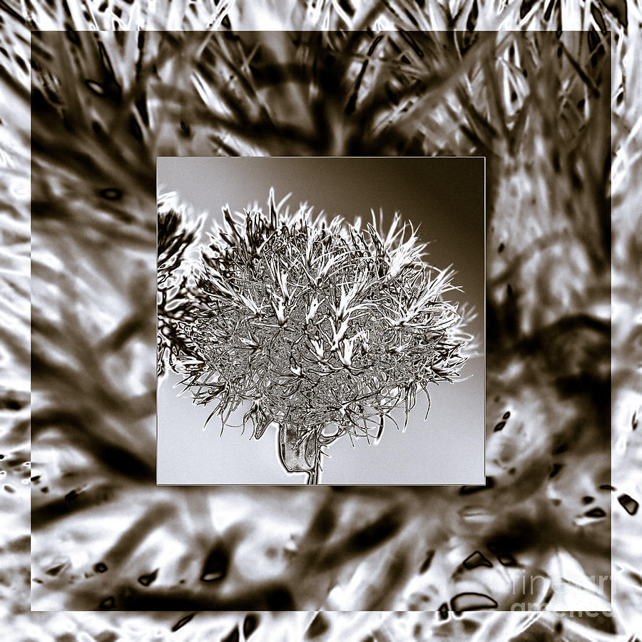 Silver Thistle Photograph by Mona Stut