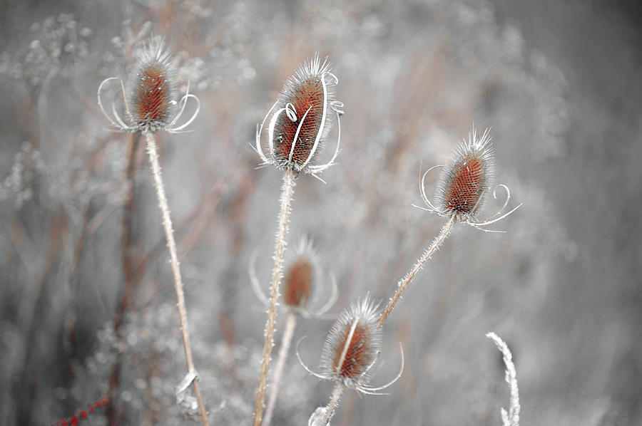 Silver Voices of Wild Grass Photograph by Jenny Rainbow