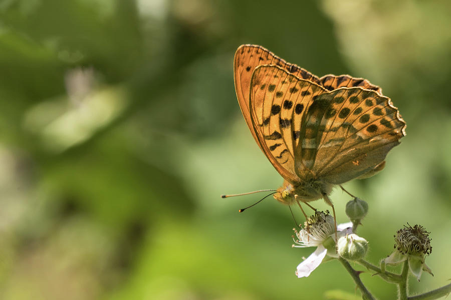 Silver Washed Fritillary Photograph by Wendy Cooper