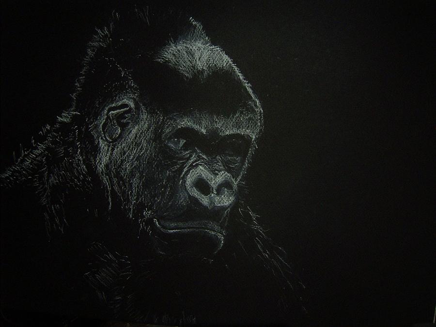 Silverback Drawing by Caroline Everett - Fine Art America