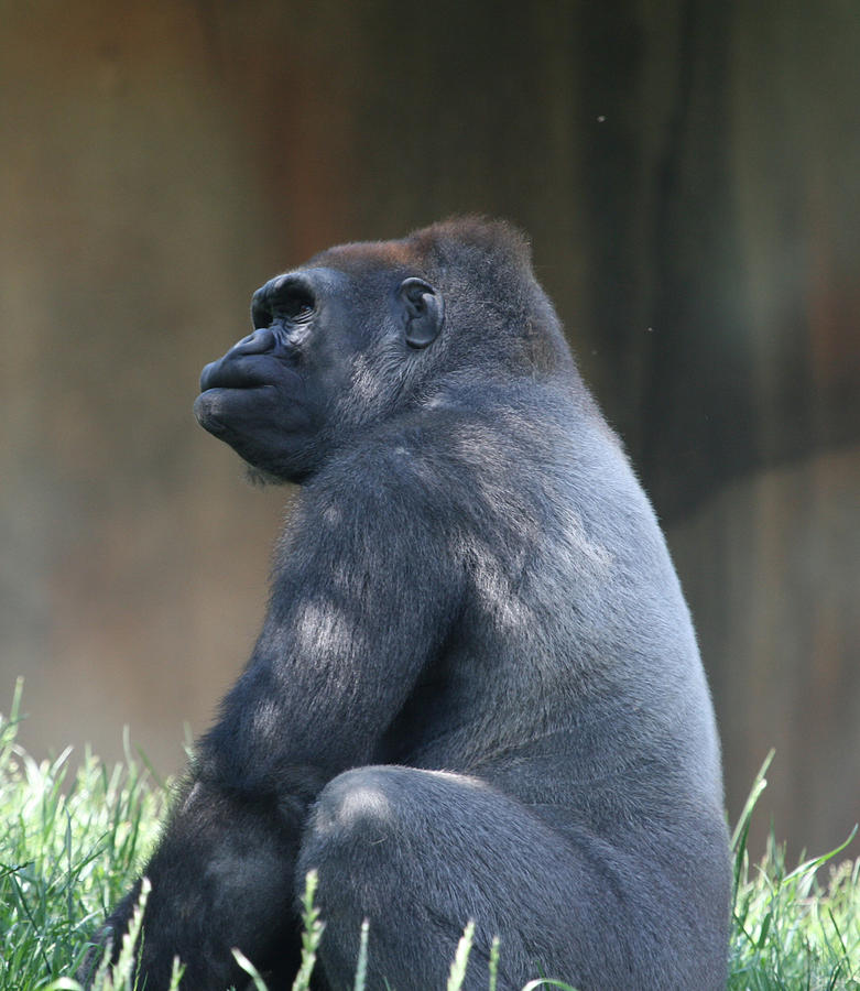Gorilla Photograph - Silverback by Deborah Molitoris
