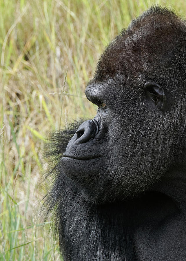 Silverback Gorilla 1 Photograph by Ernest Echols