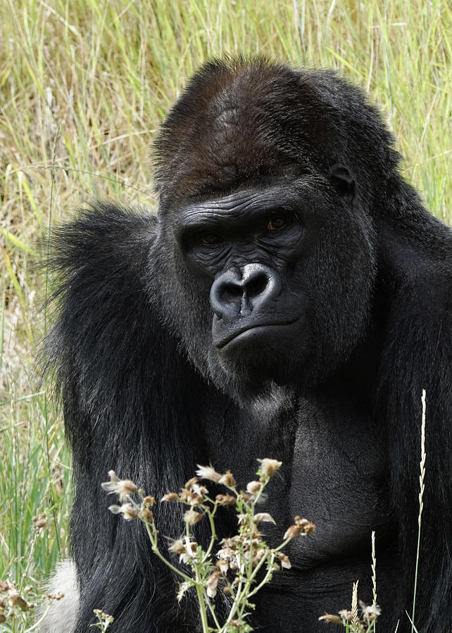 Silverback Gorilla 10 Photograph by Ernest Echols