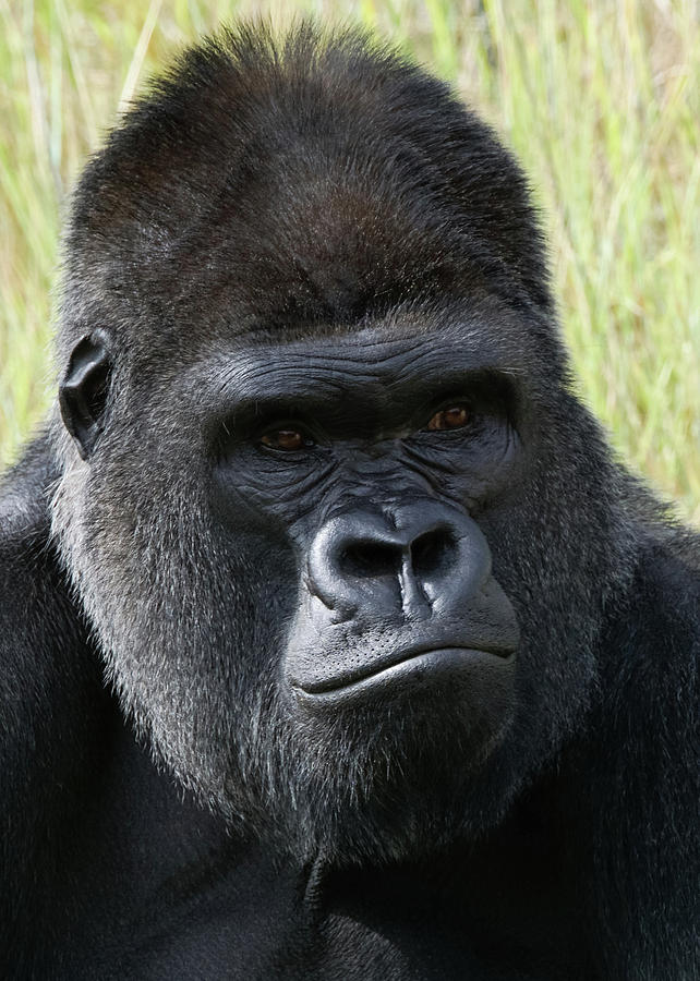 Silverback Gorilla 16 Photograph by Ernest Echols