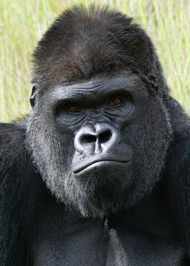Silverback Gorilla 17 Photograph by Ernest Echols