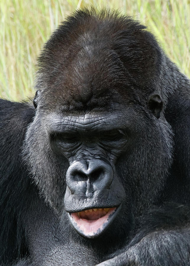 Silverback Gorilla 18 Photograph by Ernest Echols