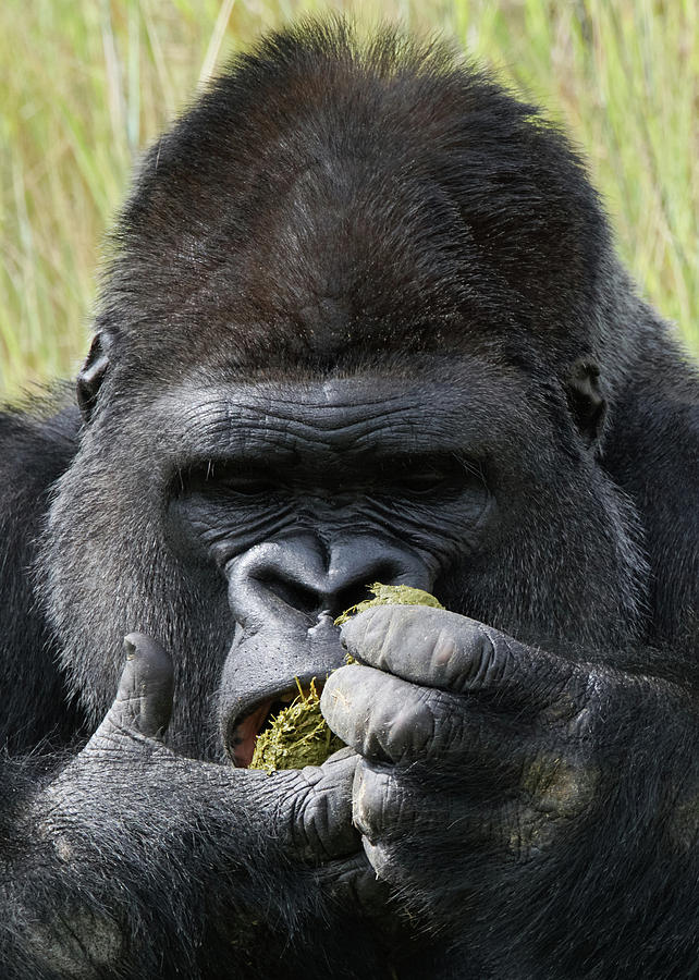Silverback Gorilla 19 Photograph by Ernest Echols