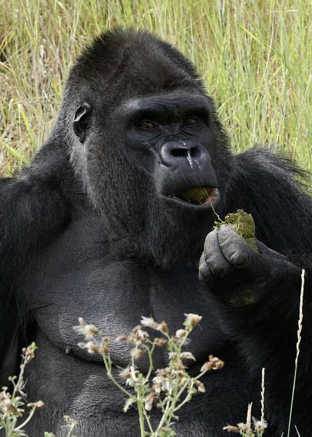 Silverback Gorilla 21 Photograph by Ernest Echols