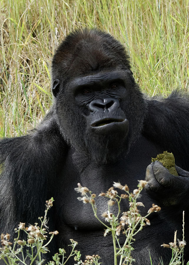 Silverback Gorilla 23 Photograph by Ernest Echols