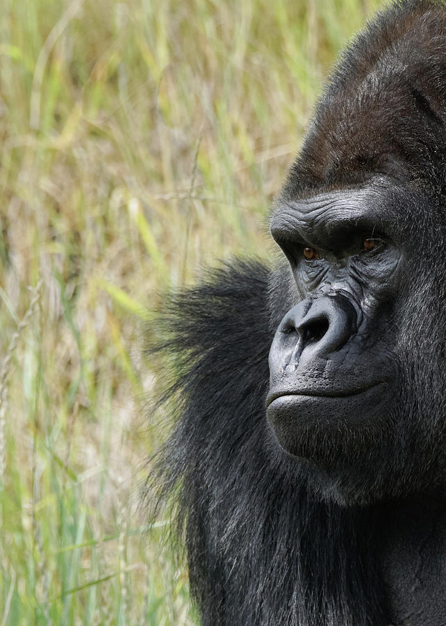 Silverback Gorilla 4 Photograph by Ernest Echols