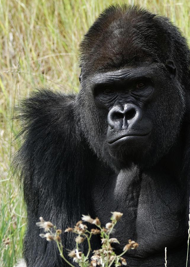 Silverback Gorilla 6 Photograph by Ernest Echols