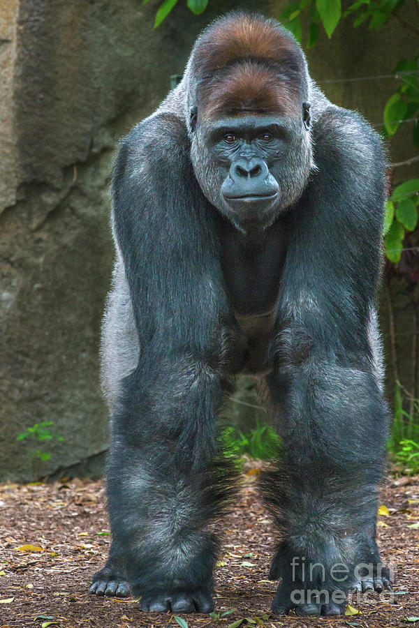 Silverback Gorilla Photograph by Andrew Michael