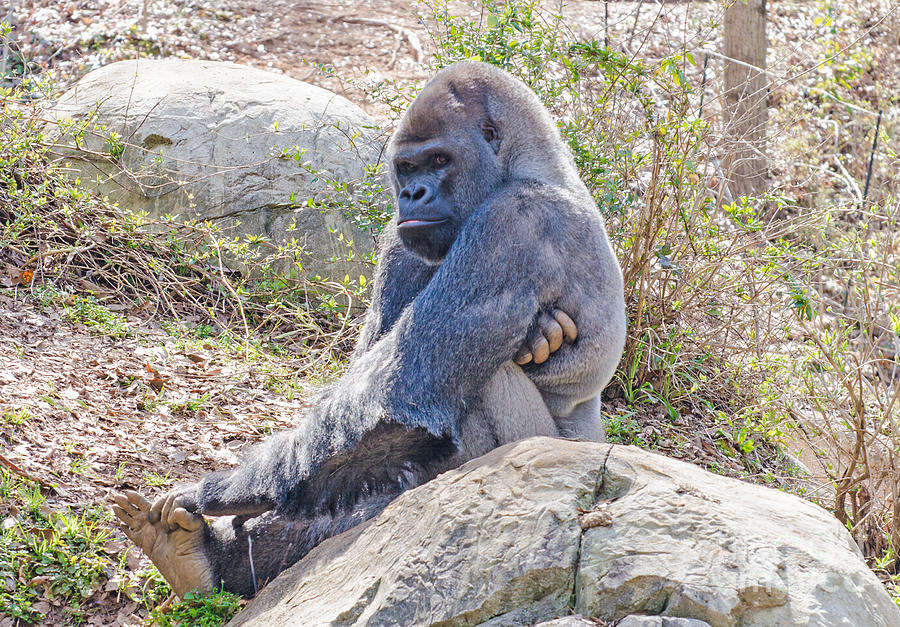 Silverback Gorilla  Photograph by Donna Brown
