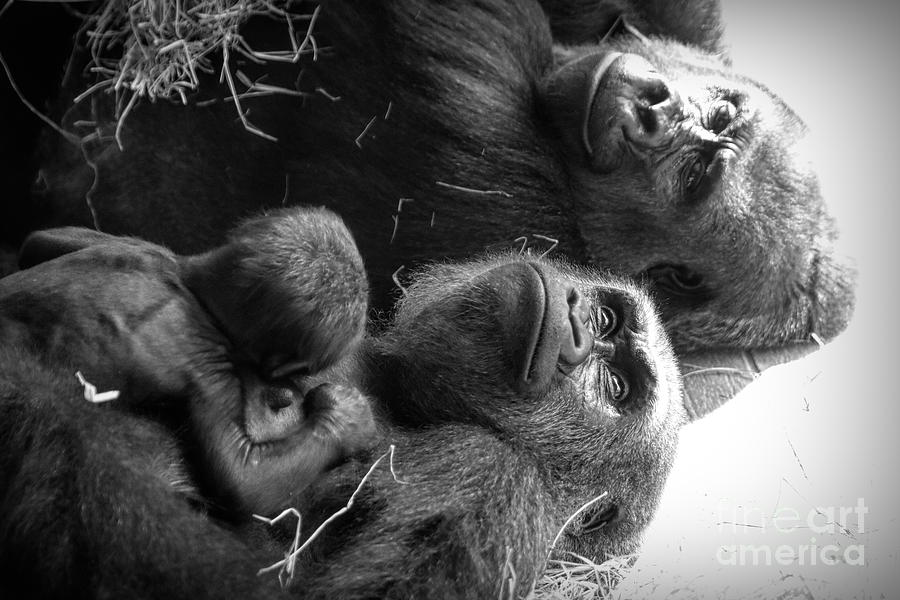Nature Photograph - Silverback Gorilla Family by Paulette Thomas