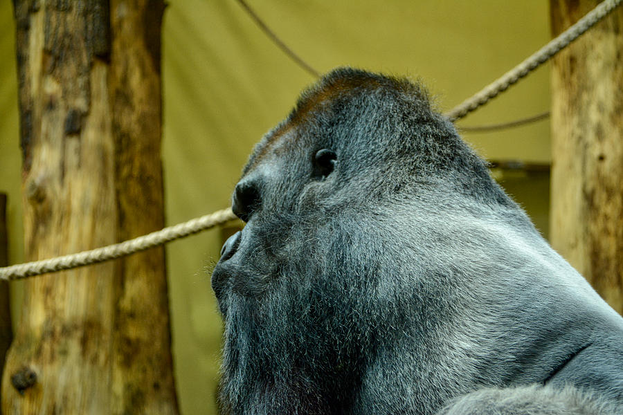 Silverback Gorilla Photograph by Ingrid Dendievel