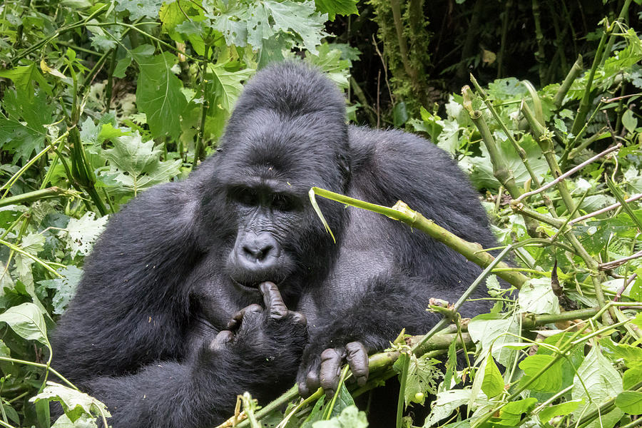Silverback gorilla picking teeth, Bwindi Impenetrable Forest Nat Photograph by Karen Foley