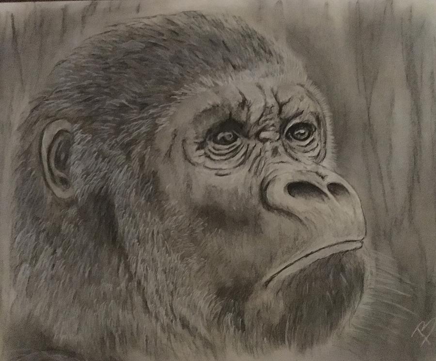 angry silverback gorilla face drawing