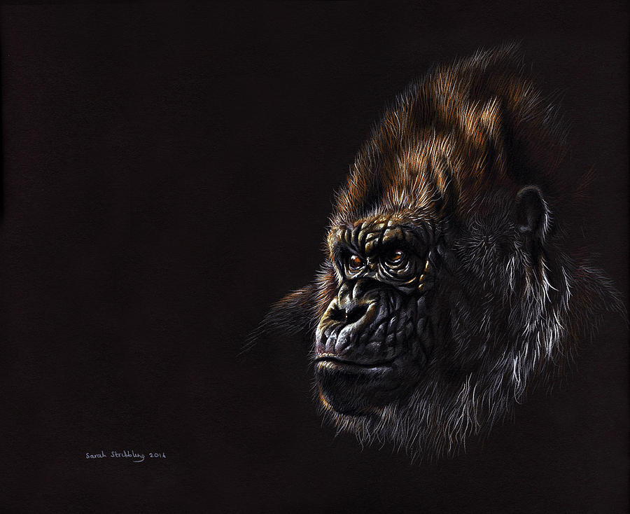 Wildlife Drawing - Silverback Gorilla by Sarah Stribbling