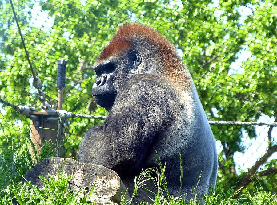 Silverback Gorilla Photograph by Will Borden
