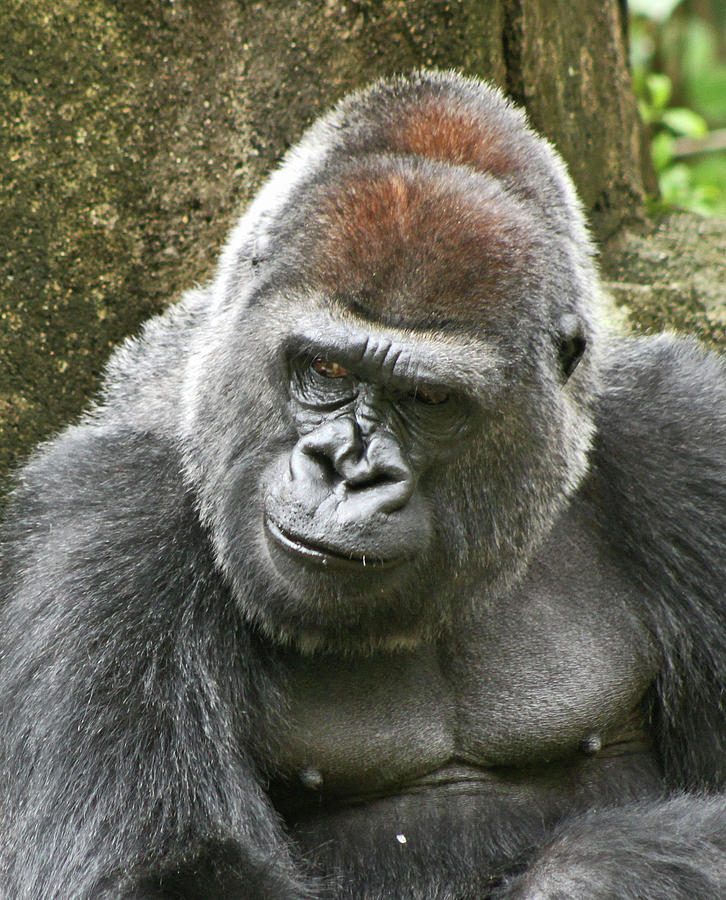 Silverback Photograph by Ira Marcus
