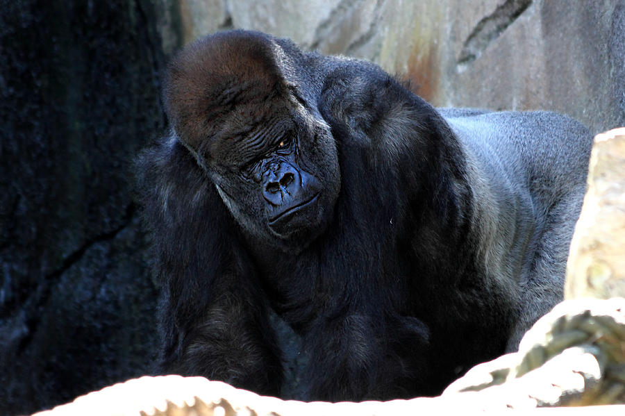 Gorilla Photograph - Silverback Kibabu Rules His Kingdom by Miroslava Jurcik