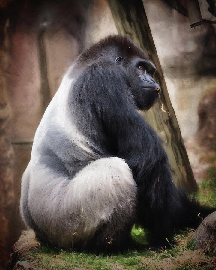 Silverback Photograph by Lana Trussell