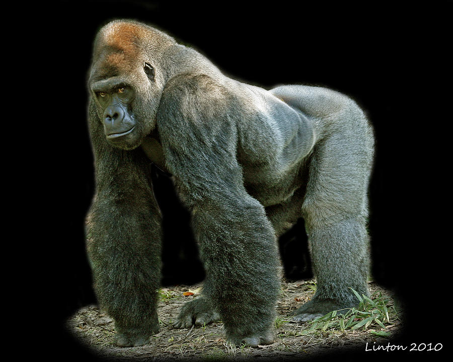 Silverback Photograph by Larry Linton