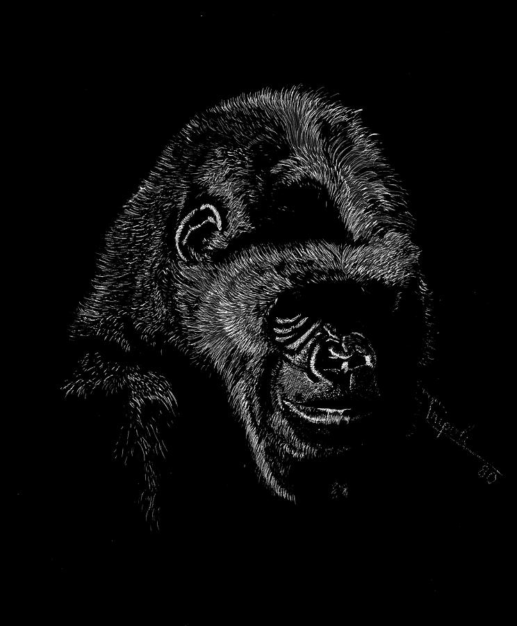 Silverback Drawing by Lawrence Tripoli