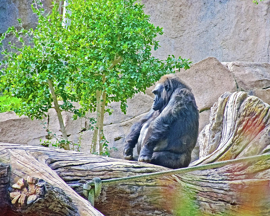 Silverback Lowland Gorilla in San Diego Zoo Safari Park near Escondidio, California Photograph by Ruth Hager