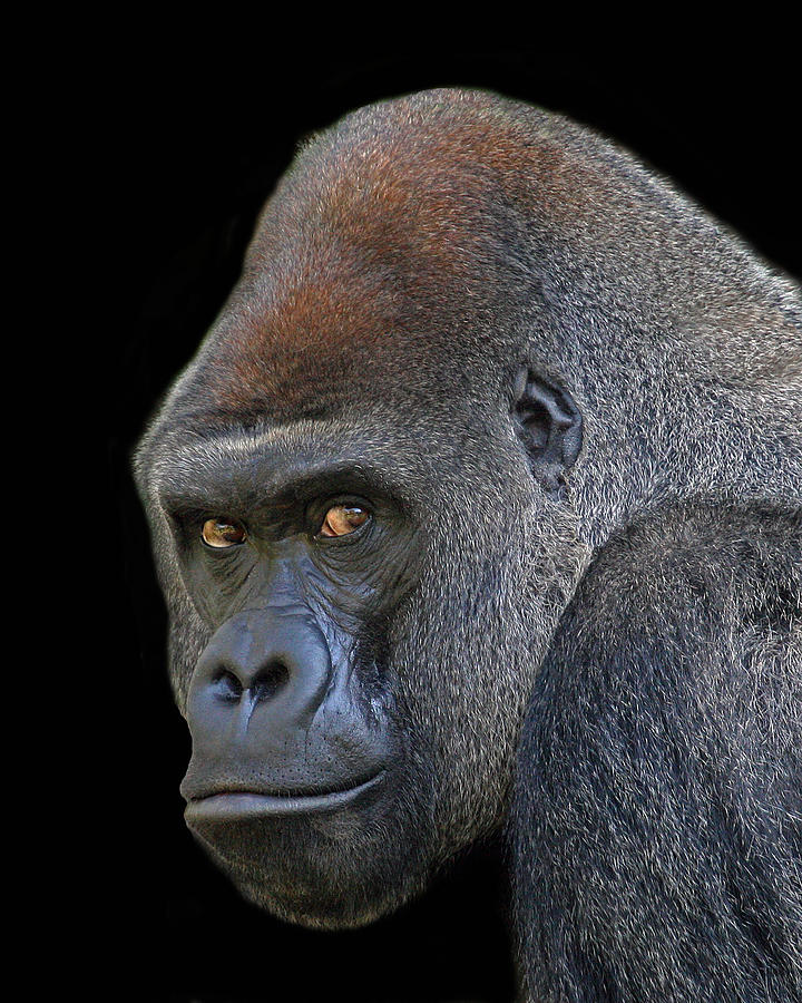 Silverback Lowland Gorilla Photograph by Larry Linton