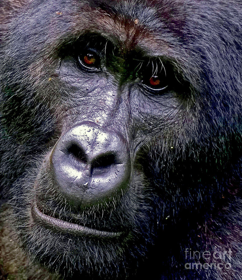 Silverback in the Wild Photograph by Michael Cinnamond