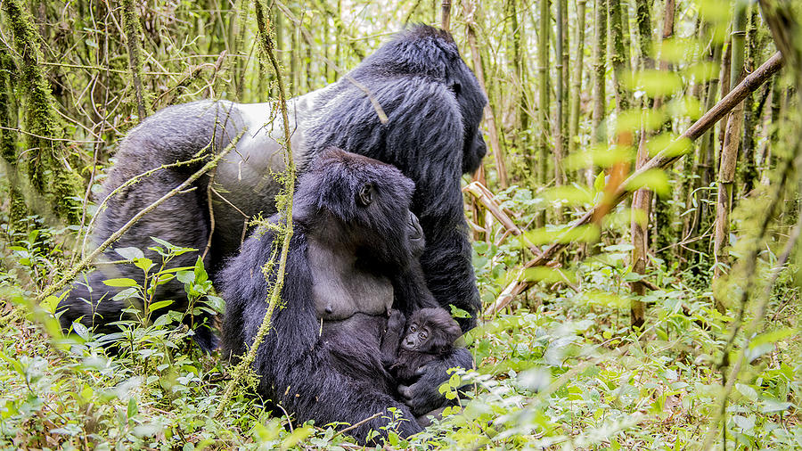 Silverback, mother and baby Photograph by Randy Gebhardt
