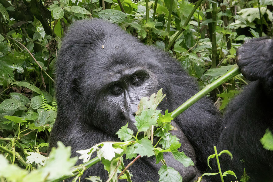 Silverback mountain gorilla, Bwindi Impenetrable Forest National Photograph by Karen Foley