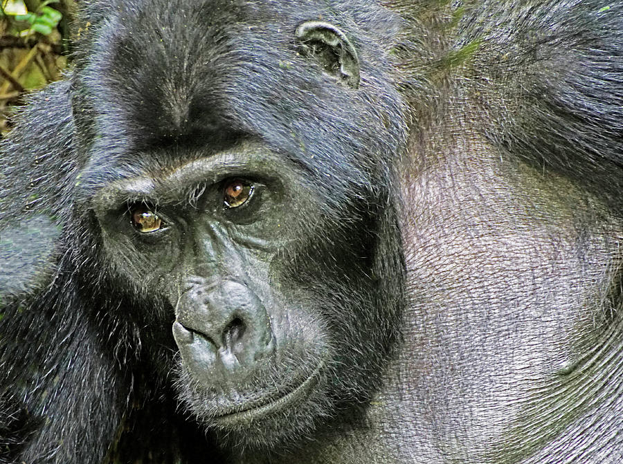 Silverback mountain gorilla Photograph by Dennis Cox WorldViews