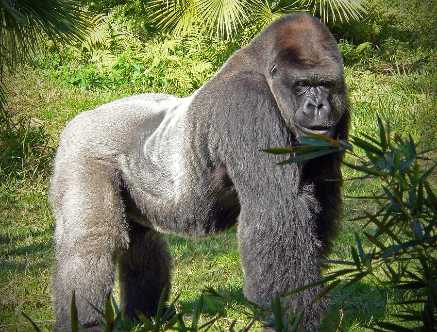 Silverback Photograph by Steven Sparks