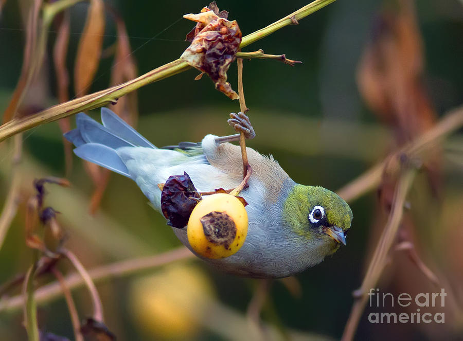Silvereye feeding on Loquat Fruit Photograph by Bill  Robinson