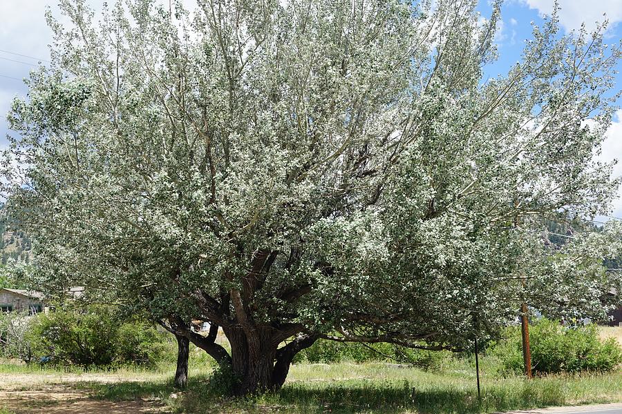 Silverleaf Maple Tree Photograph By Susan Brown