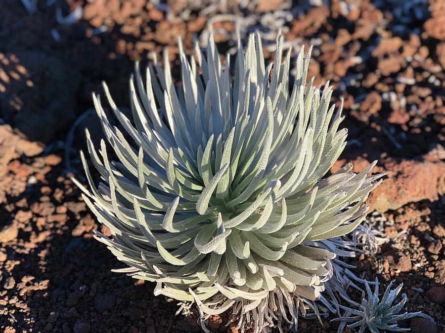 SilverSword Photograph by Aastha Awasthi - Fine Art America