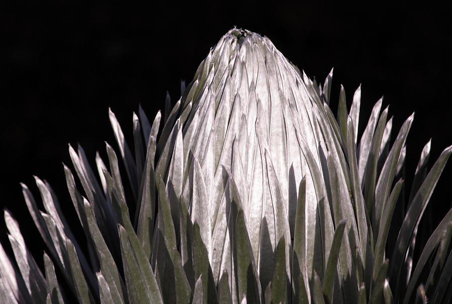 Silversword I Photograph by Robin Street-Morris