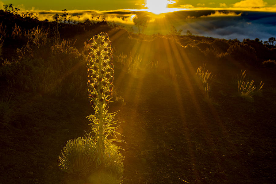 Silversword Photograph - Silversword Sunrise by Don Mitchell