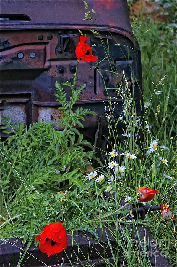 Silverton Wildflowers Photograph by Priscilla Burgers