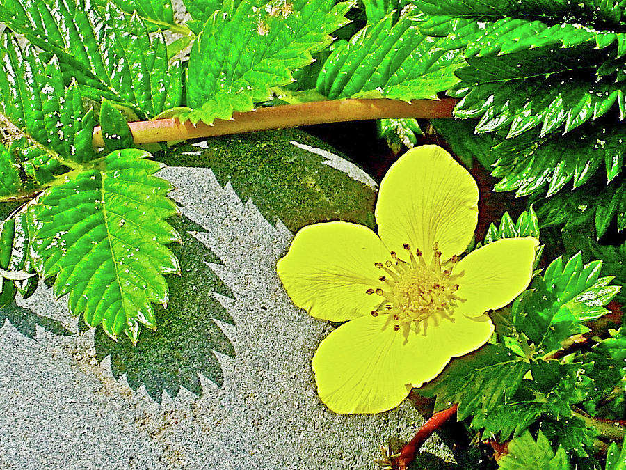 Silverweed on Cape Lookout, Oregon Photograph by Ruth Hager