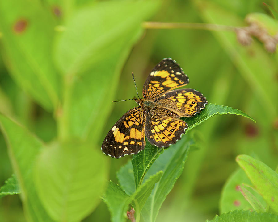 Silvery Checkerspot Butterfly Photograph by Lara Ellis