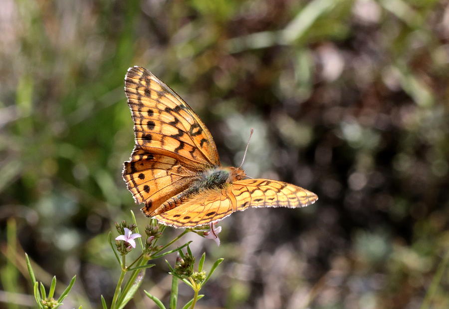 Variegated Fritillary Butterfly on Wildflower Photograph by Sheila Brown